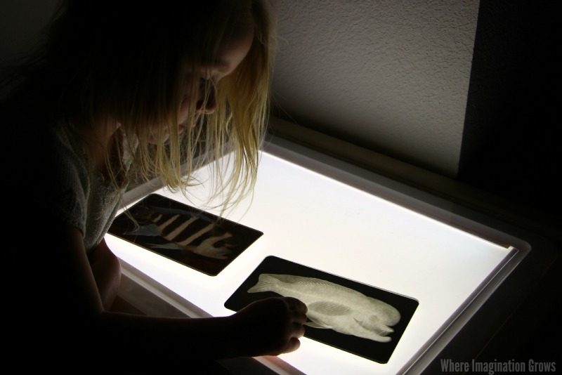 Learning with animal x-rays! Preschool Animal Science on the Light Table