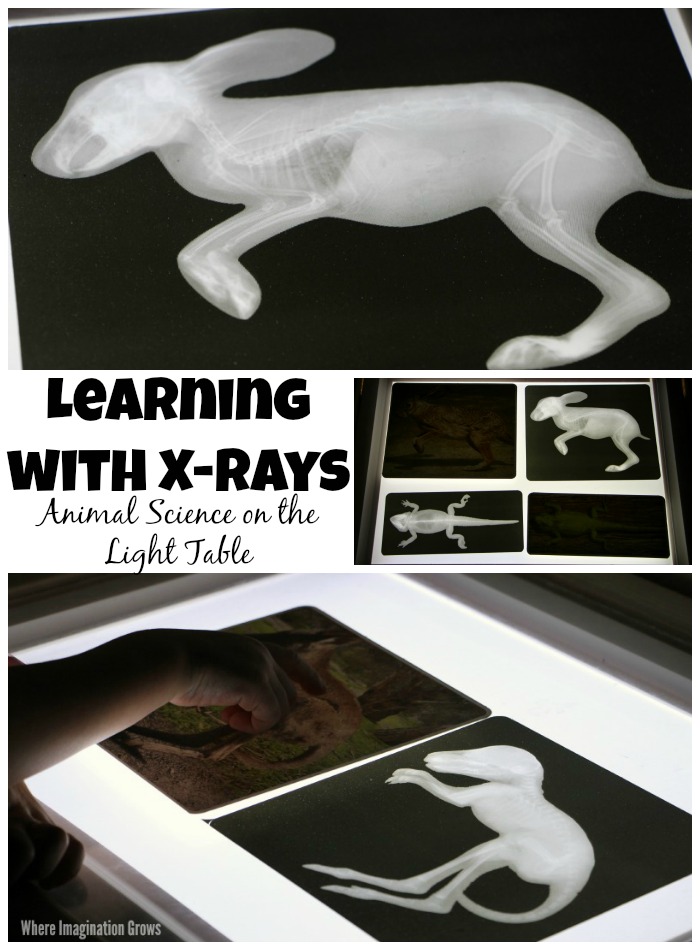 Animal X-Rays on the Light Table - Where Imagination Grows