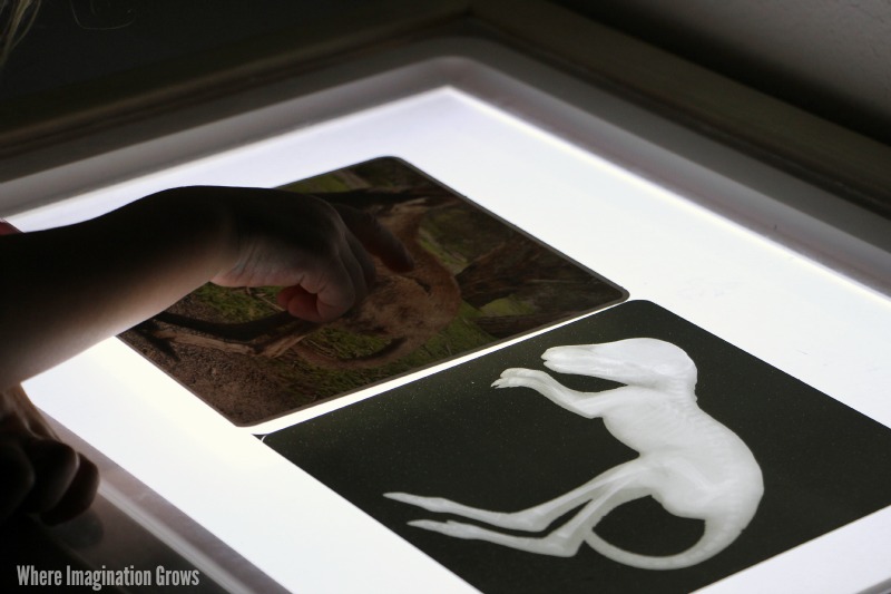 Learning with X-Rays! Preschool Animal Science on the Light Table