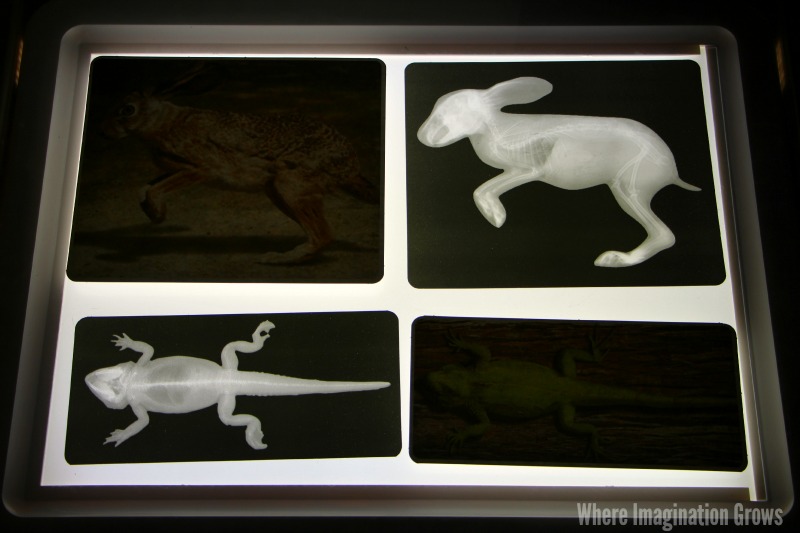 animal x rays on the light table where imagination grows