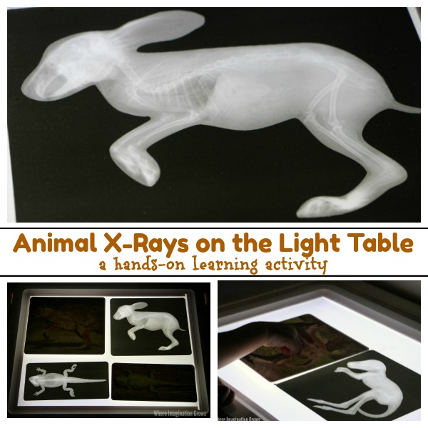 vintage x ray printable images in 2019 group boards advertise animal