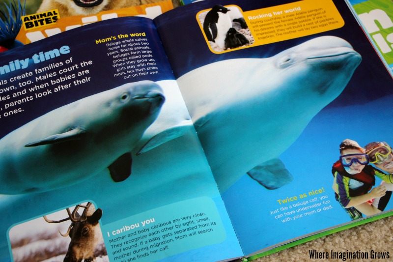 Learn about animals with Animal Planet's Animal Bites! Engaging nonfiction books for preschoolers!